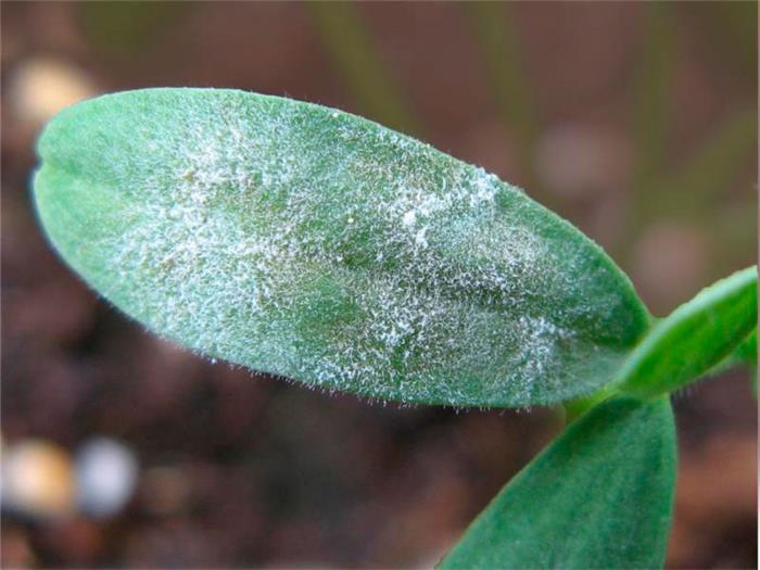 بیماری سفیدك سطحی یونجه  (Powdery mildew)